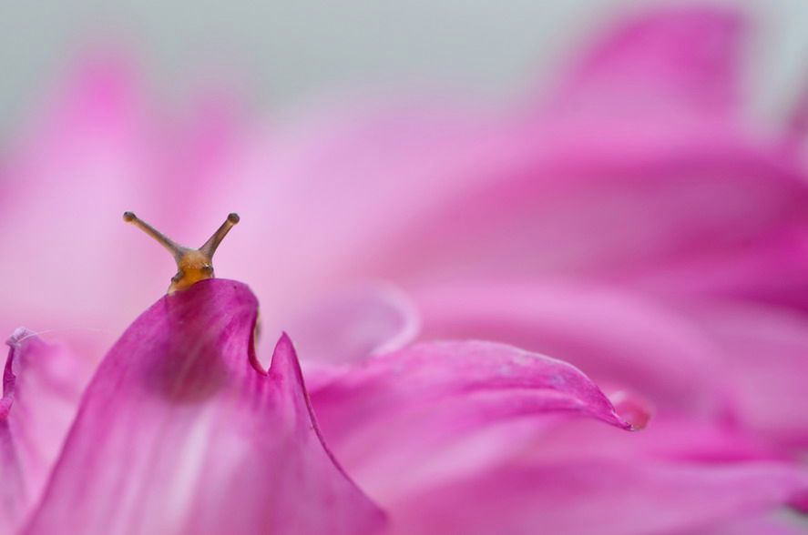 Magiczny świat ślimaków Wiaczesława Miszczenki 13