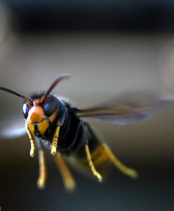 Żarłoczne i niebezpieczne owady atakują na południu Europy