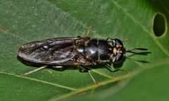 Inwazja much w Częstochowie. Mieszkańcy mają dość. Wskazują winowajcę