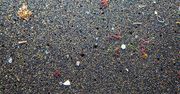 Mikroplastik wykryty w każdym zbadanym łożysku