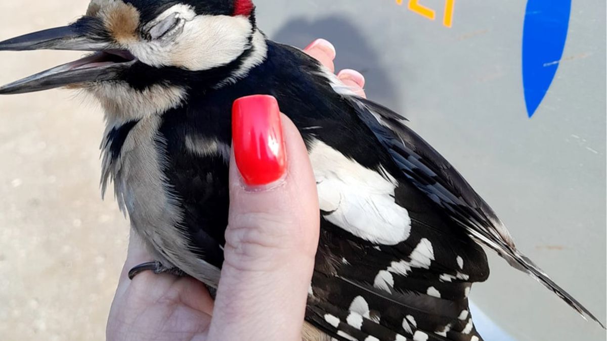 Dzięcioł zderzył się z oknem. Interweniowali strażnicy miejscy