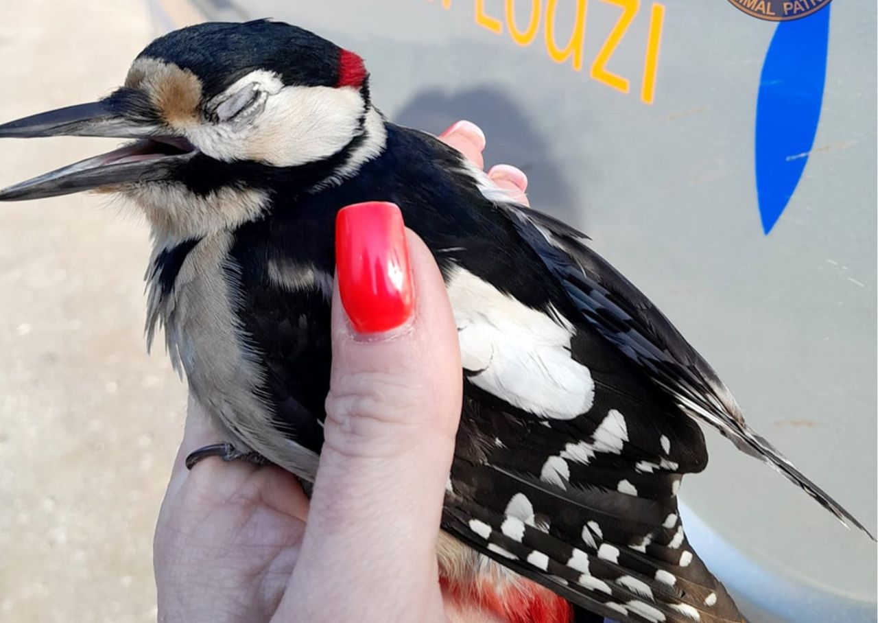 Dzięcioł nie zauważył przeszkody. Tylko zobaczcie, co się stało
