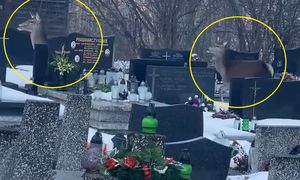 Taki widok na cmentarzu w Zakopanem. Kobieta chwyciła za telefon