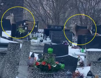 Taki widok na cmentarzu w Zakopanem. Kobieta chwyciła za telefon