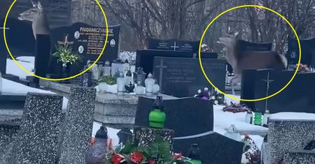 Taki widok na cmentarzu w Zakopanem. Kobieta chwyciła za telefon