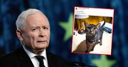 Kot Kaczyńskiego jest "zazdrosny"? Eksperci zabrali głos