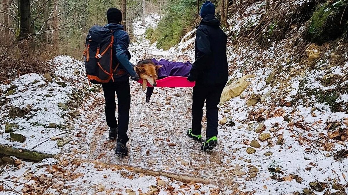 Turyści uratowali psu życie