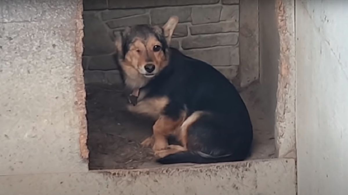Schronisko w Radysach. Potrzebna pomoc dla psów