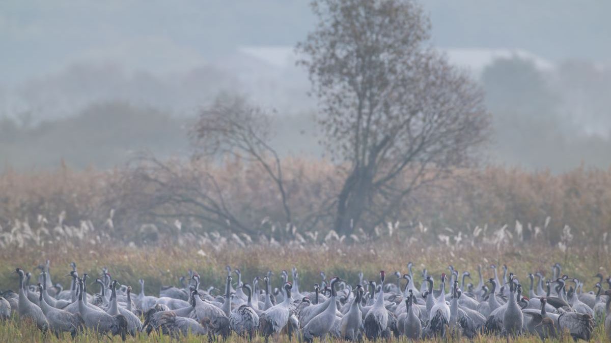 Żuraw zwyczajny — zdjęcie ilustracyjne