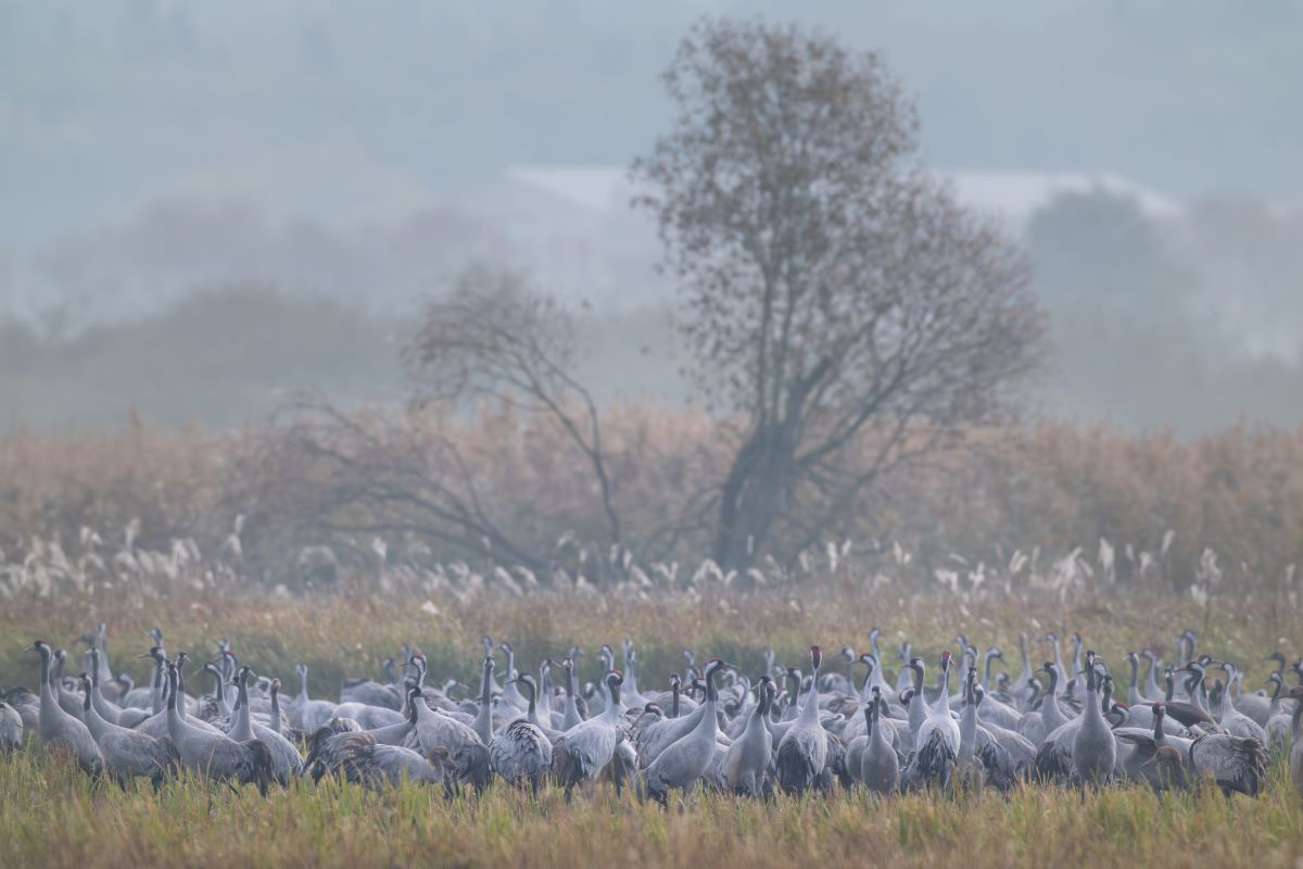 Rolnicy mówią o masowych nalotach. Mają dość