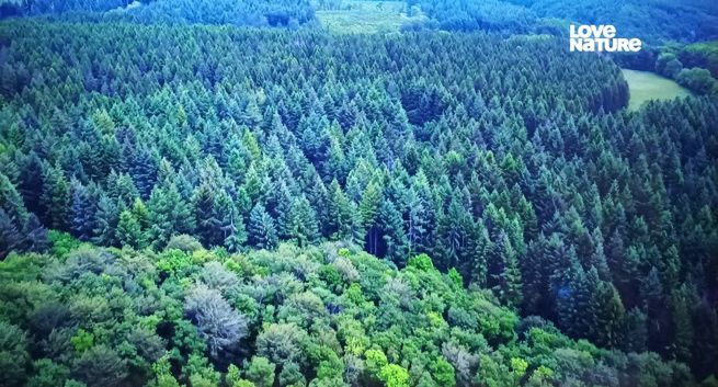 Polska wersja Love Nature w jakości HD na satelicie