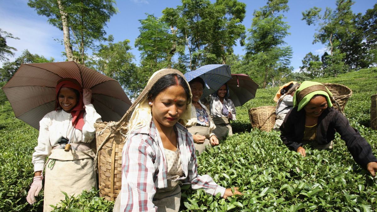 Susza w północno-wschodnich Indiach zagraża uprawom herbaty