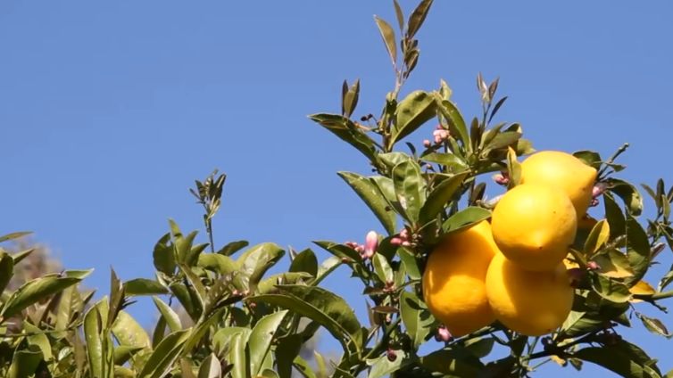 Picie wody z cytryną ma świetny wpływ na nasze zdrowie 