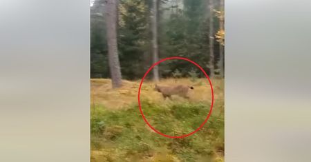 Leśnicy pokazali nagranie. Pytają: Hiena, Tuja czy Rambo?