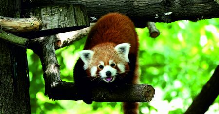 Światowy Dzień Zwierząt w toruńskim zoo. Będzie wyczesywanie bród kozom i karmienie leniwców