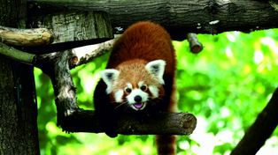 Światowy Dzień Zwierząt w toruńskim zoo. Będzie wyczesywanie bród kozom i karmienie leniwców