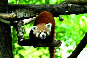 Światowy Dzień Zwierząt w toruńskim zoo. Będzie wyczesywanie bród kozom i karmienie leniwców