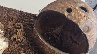 Pińczów: 14 skorpionów i ptasznik. 19-latek odpowie za nielegalną hodowlę
