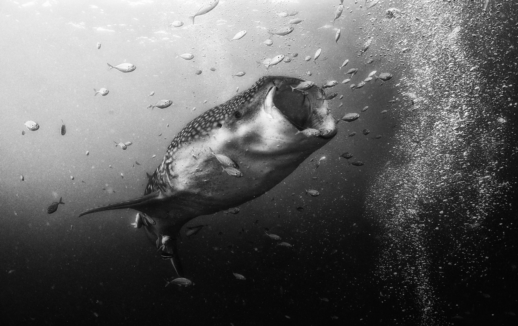 Piękno głębin oceanu pokazane w czerni i bieli 7