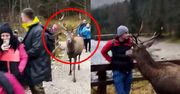 Niezwykłe wideo z Tatr. Tego nikt się nie spodziewał