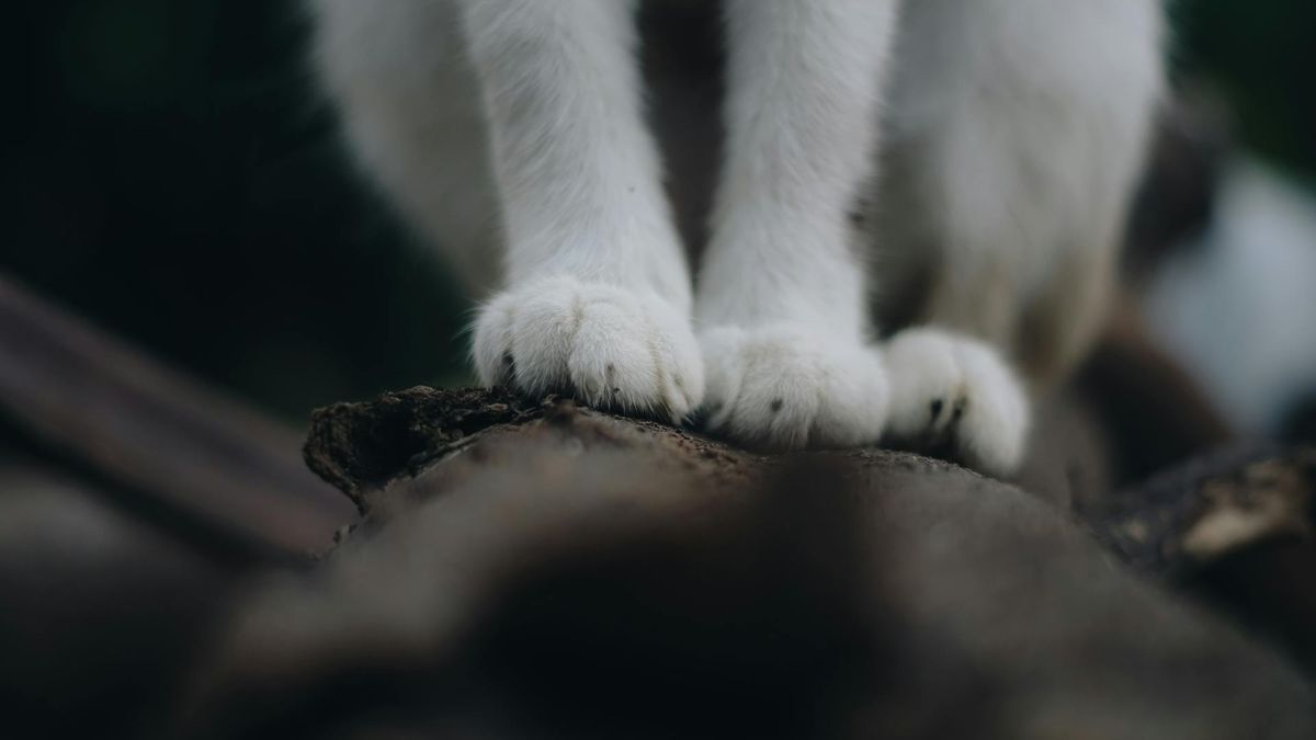  Kot został oskarżony o "terroryzowanie sąsiadów" 