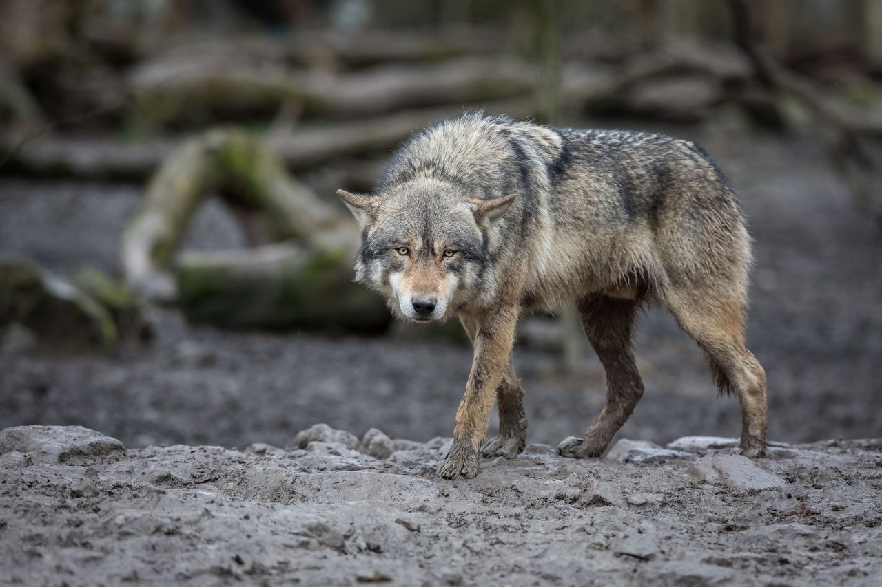 Chłopiec został przygarnięty przez stado wilków