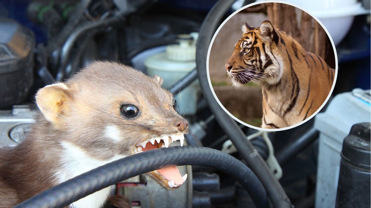 Tygrysie odchody odstraszają skutecznie kuny