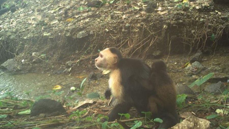Dziwny trend u kapucynek z wyspy Jicaron. Porywają młode wyjce