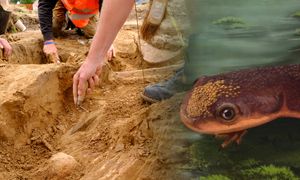 Miniaturowy drapieżnik sprzed 150 mln lat. Odkryto go w Portugalii