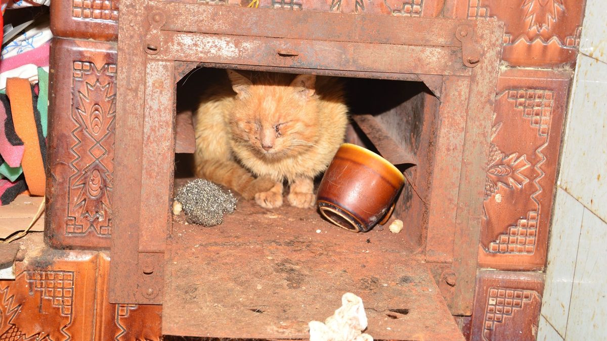 67-letnia kobieta usłyszała zarzut znęcania się nad zwierzętami