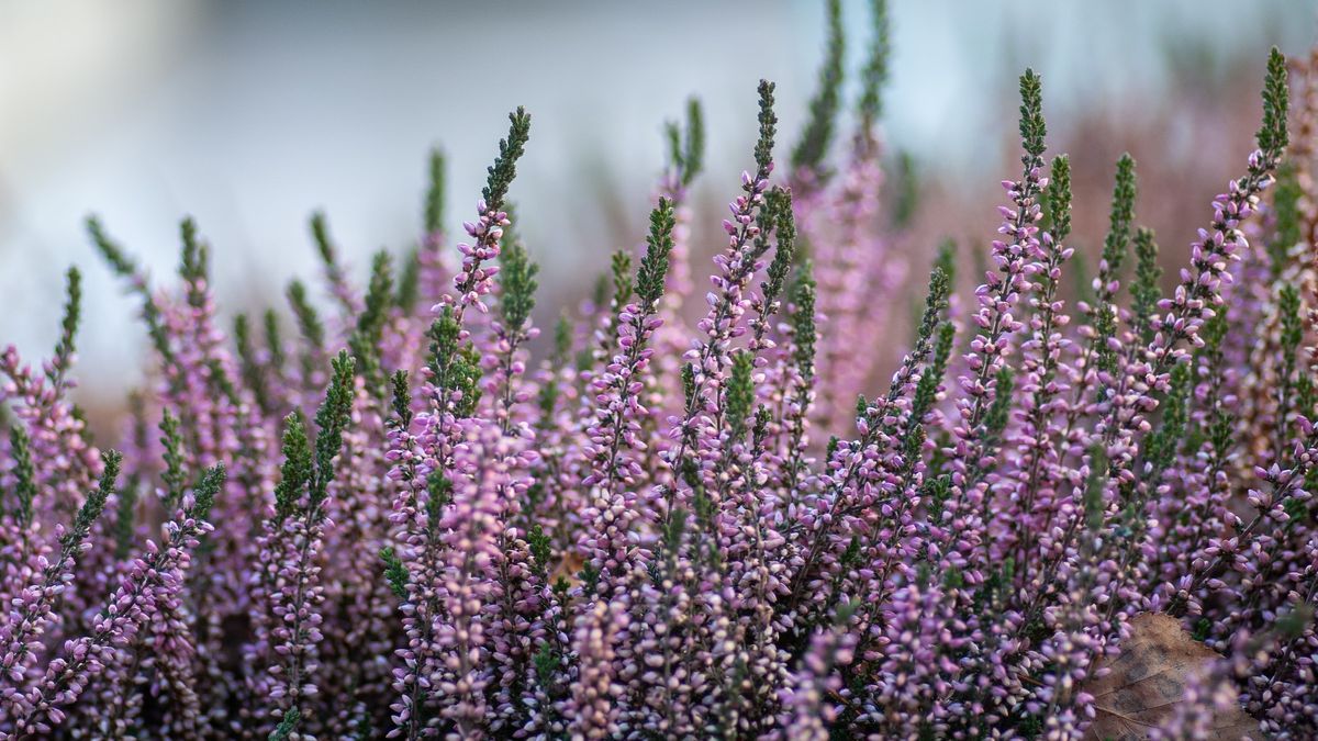 Wrzosy nie mogą być narażone na zbyt suche i ciepłe powietrze, dlatego nie powinnyśmy trzymać ich w pobliżu kaloryferów. 