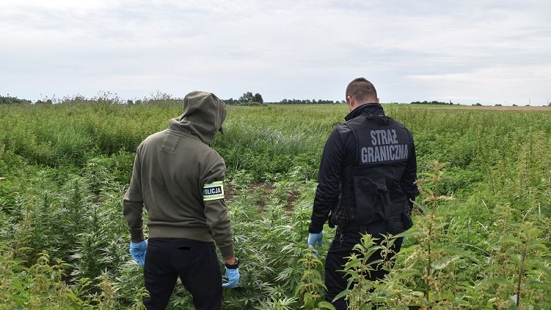 straż graniczna policja plantacja marihuany
