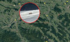 W sądeckich lasach spotkano pumę? Polskę obiegło zagadkowe zdjęcie