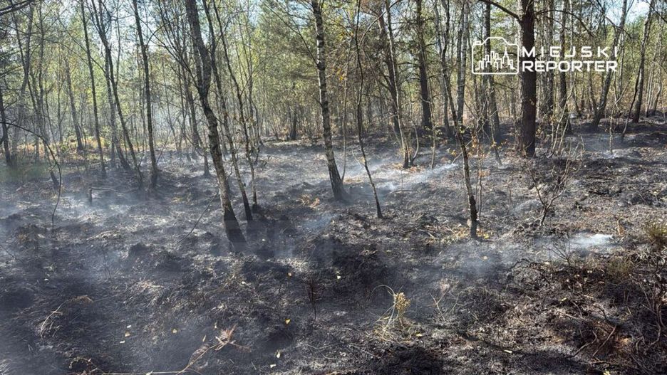 Spalona powierzchnia leśna z widocznymi resztkami dymu unoszącymi się między drzewami.