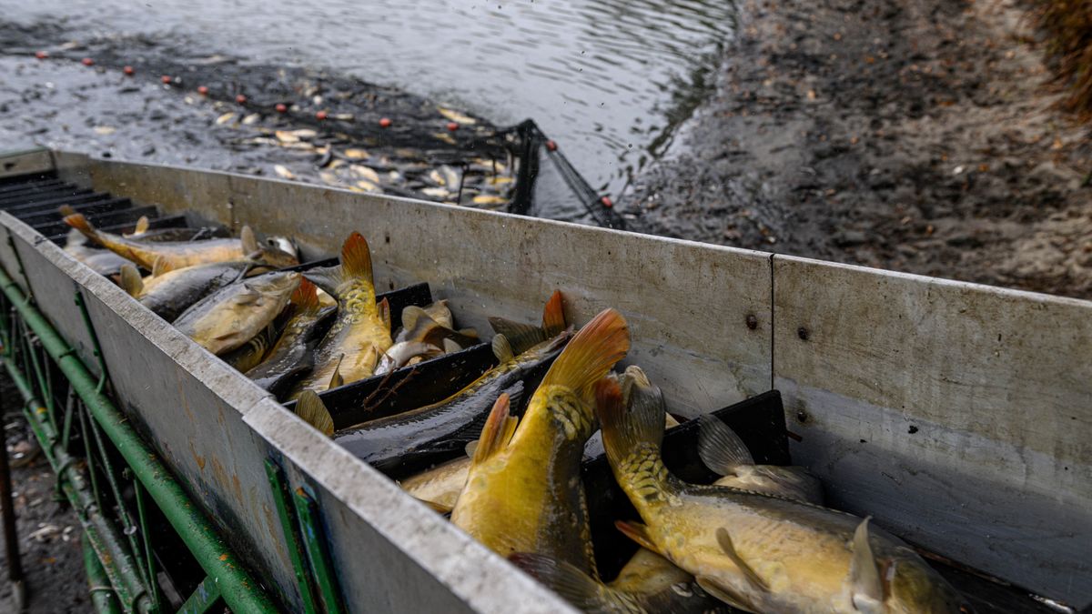 Stawy Milickie hodują głównie karpia