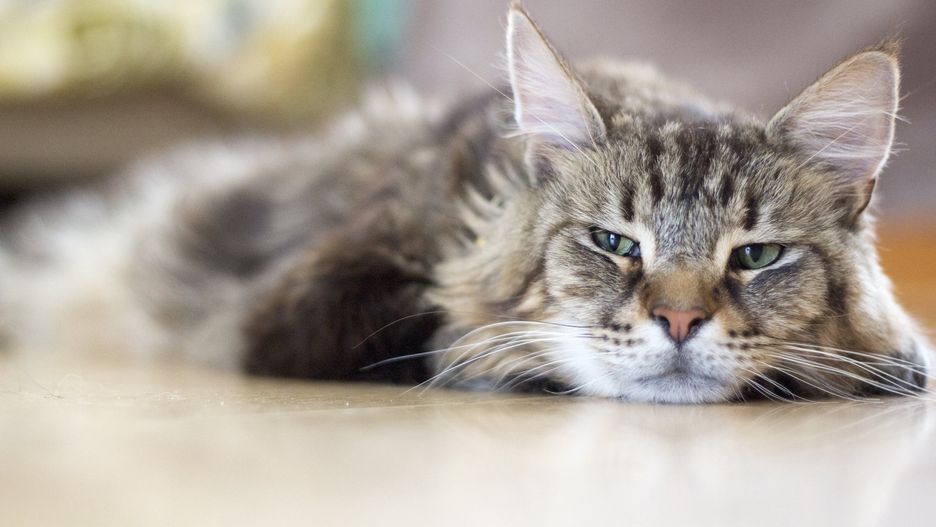 Roczny kocur uwięził właścicieli na balkonie