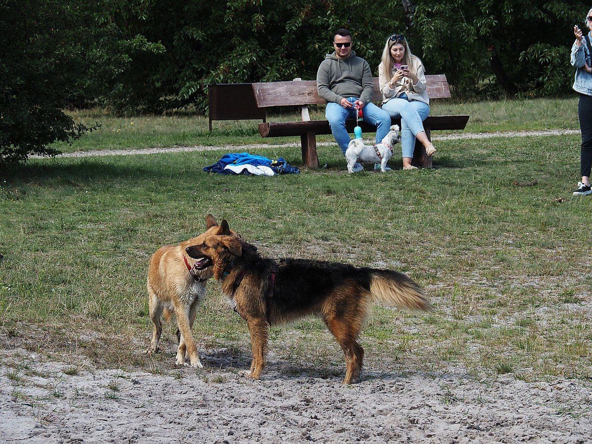 Niedzielny piknik na Uroczysku Lublinek był chwilą relaksu dla psiaków oraz ich właścicieli