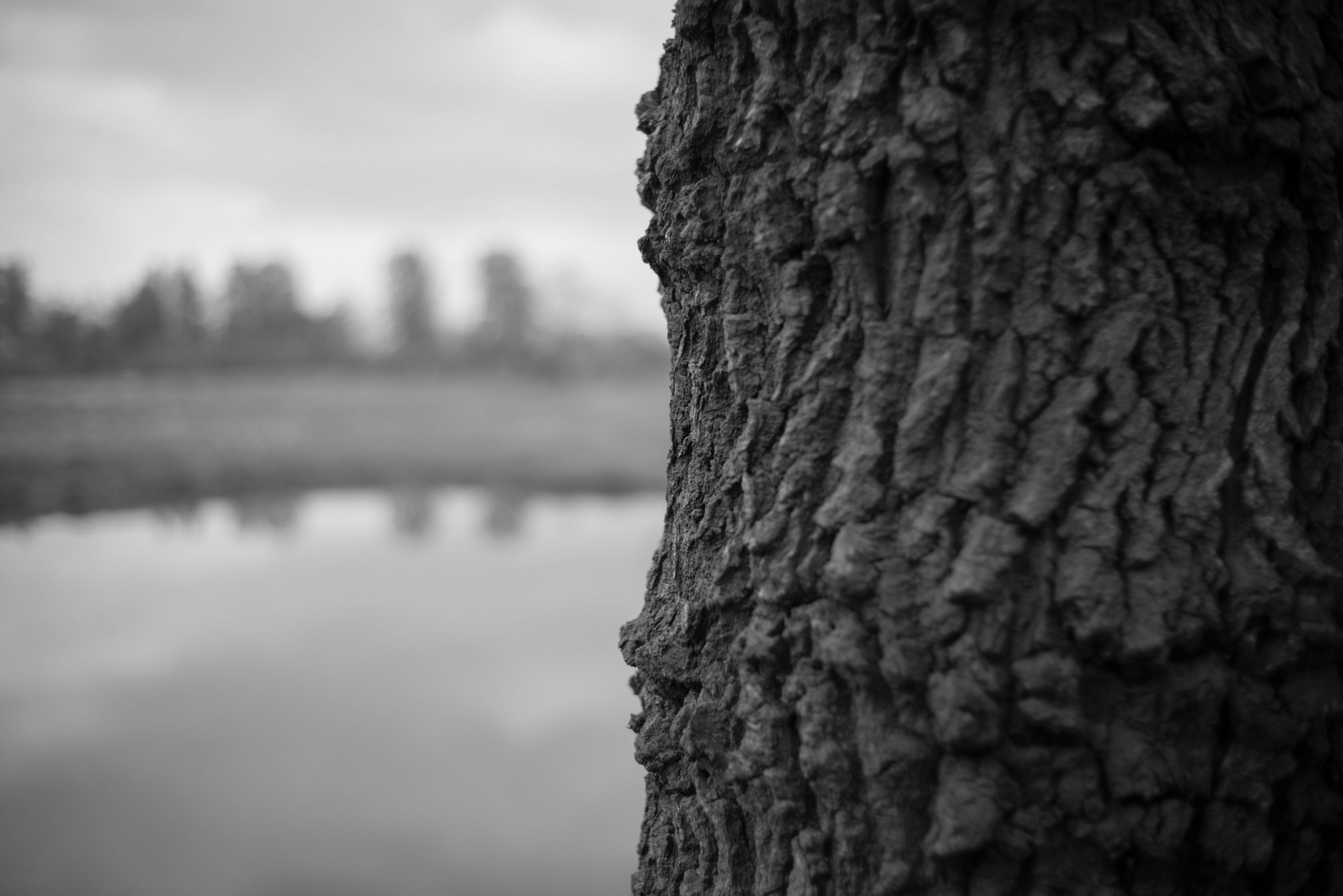 Apoteoza czterdziestu milimetrów, czyli Voigtländer Nokton 40 mm f/1,4 Classic 41
