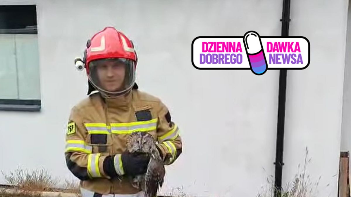 Strażacy z Brzezin uratowali sowę, która utknęła w kominku