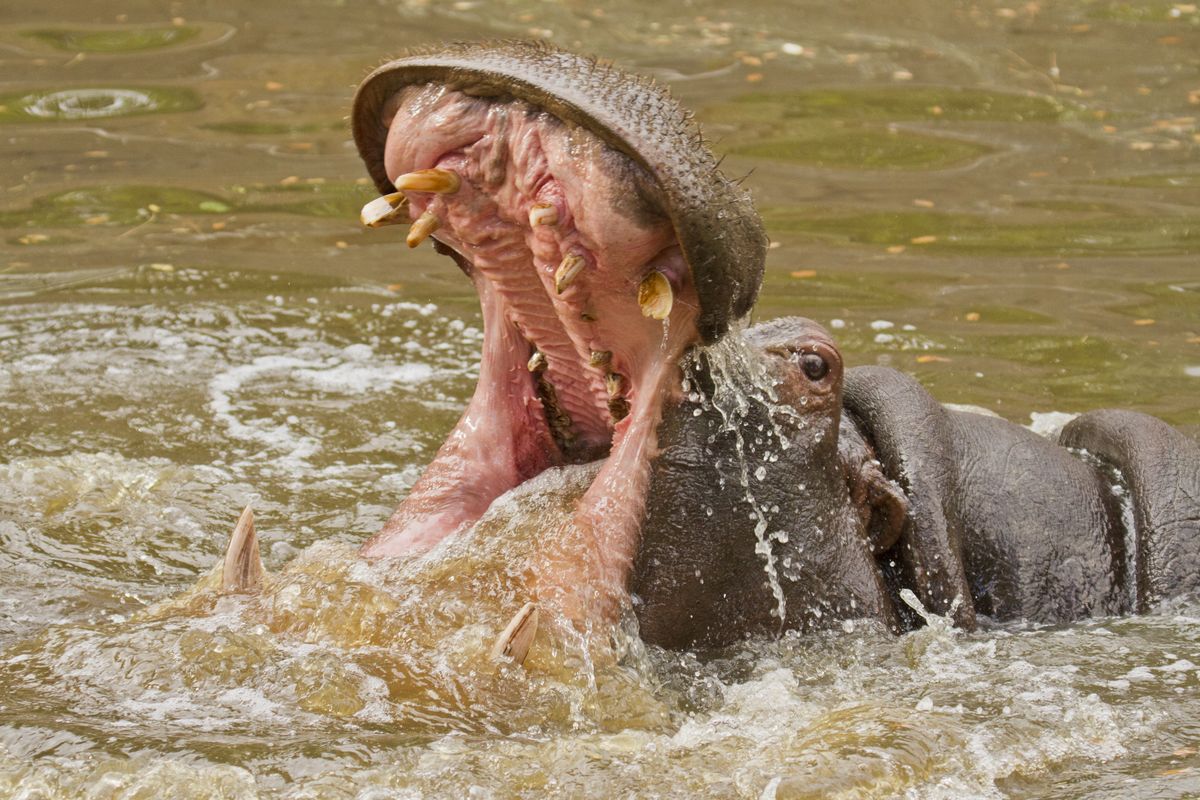 Hipopotamy są uważane za jedne z najbardziej niebezpiecznych zwierząt na świecie