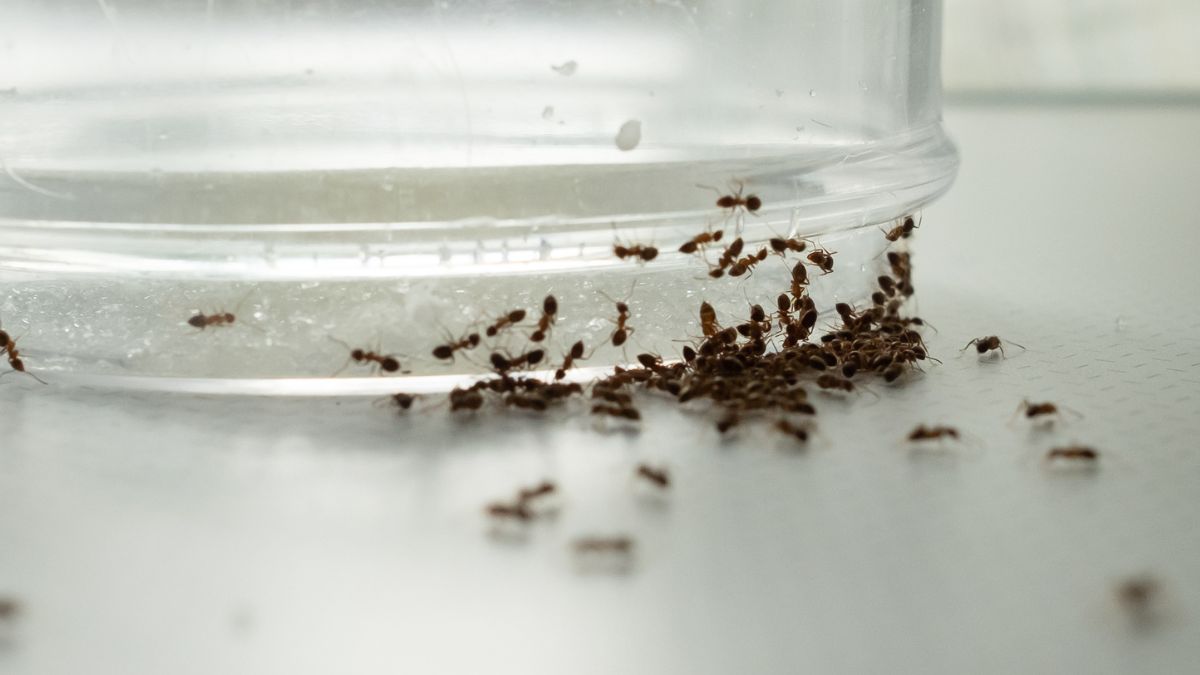 Jak pozbyć się mrówek z domu? 