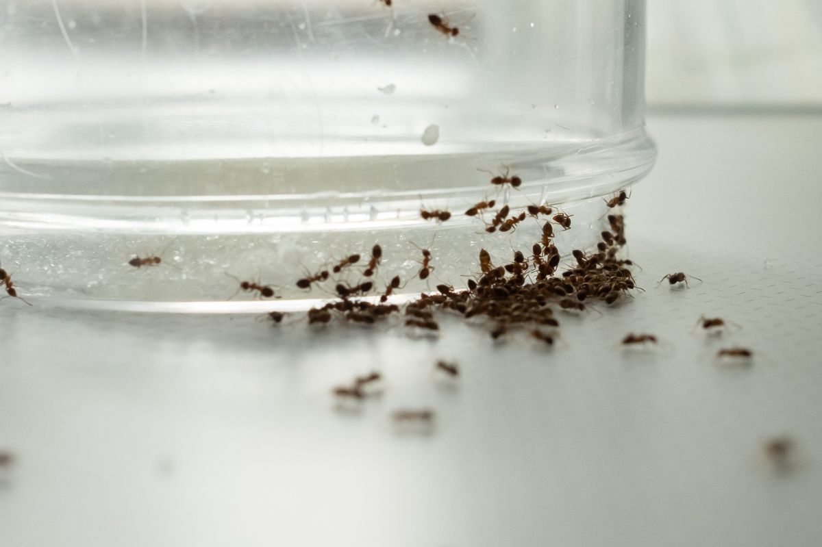 Jak pozbyć się mrówek z domu? 