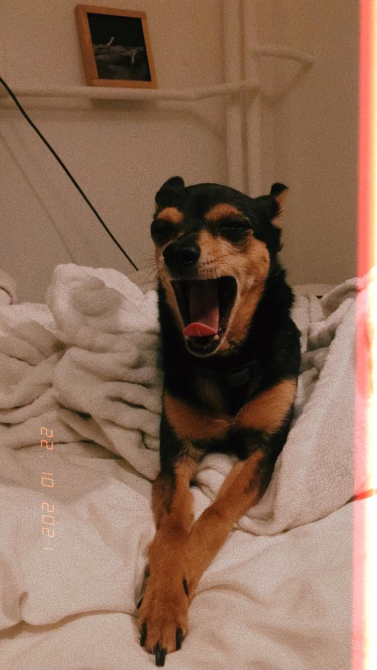 Dzień Kundelka na Pudelku! Nasi czytelnicy dzielą się z nami zdjęciami swoich pupili 