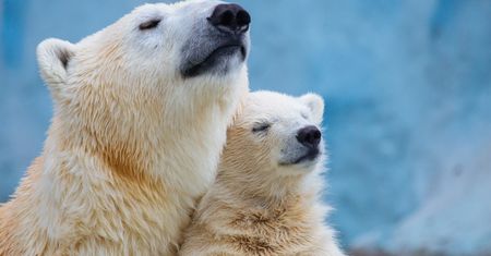 Ile zostało niedźwiedzi polarnych? Tak można to policzyć