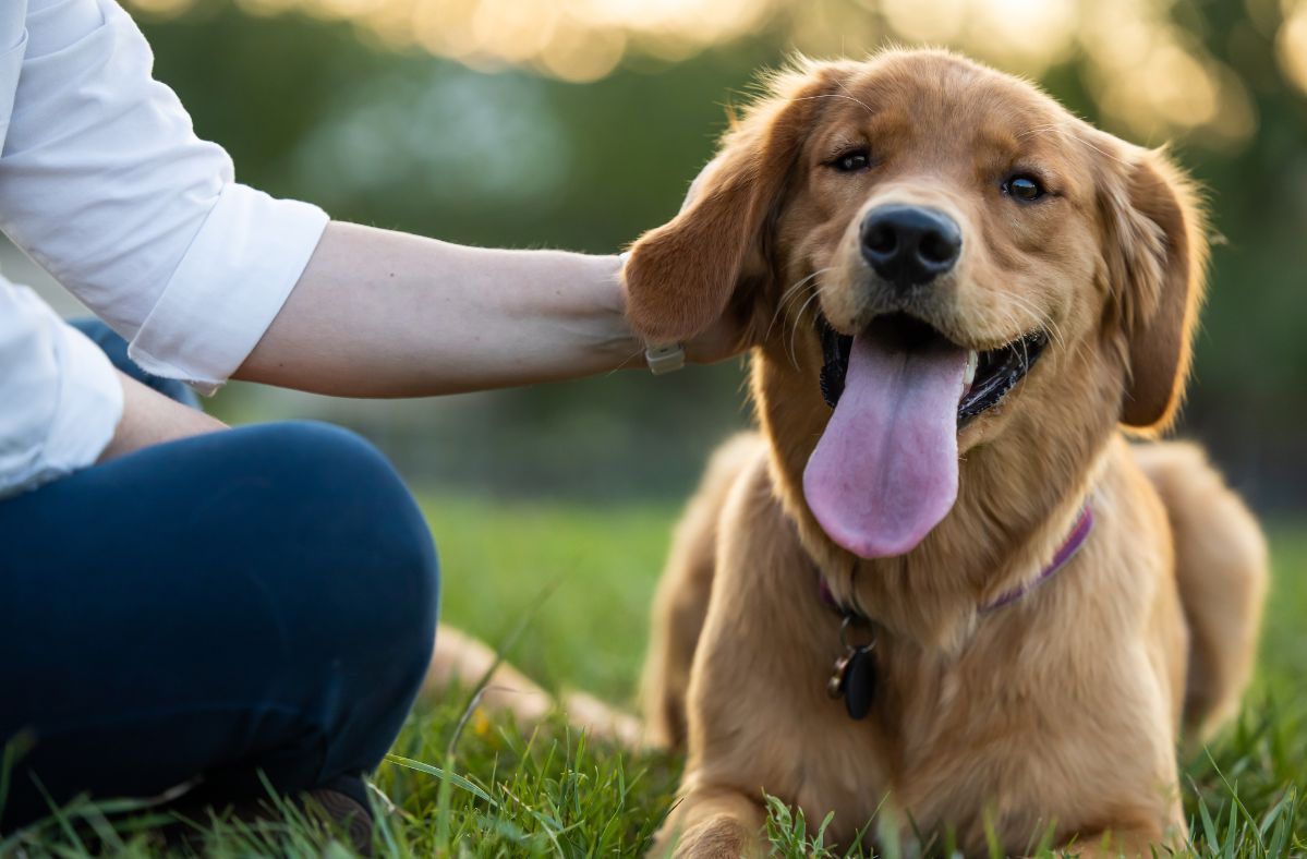 "A dog smile" goes hand in hand with a hanging tongue