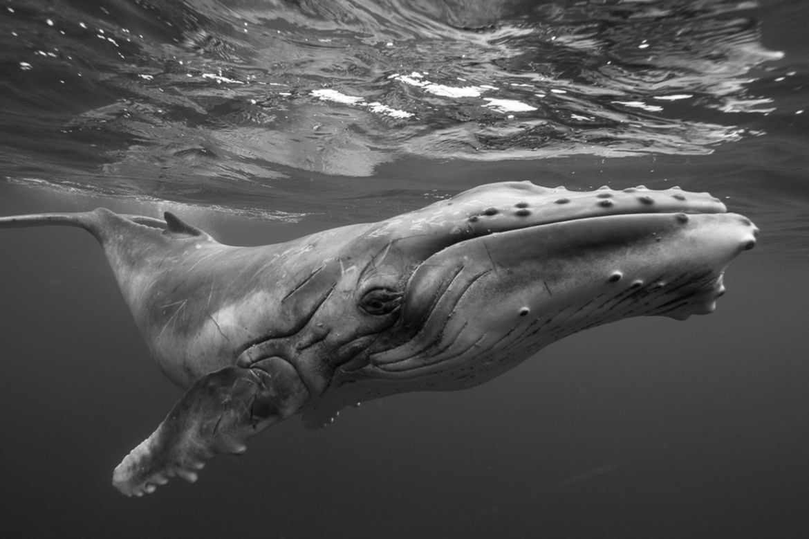 MonoVisions Photography Awards 2017. Polacy nagrodzeni wśród mistrzów fotografii czarno-białej 37