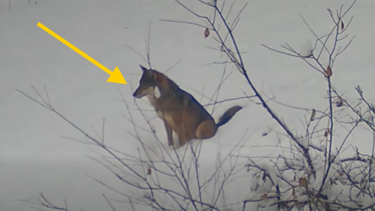 Wilk nagrany na Lubelszczyźnie.