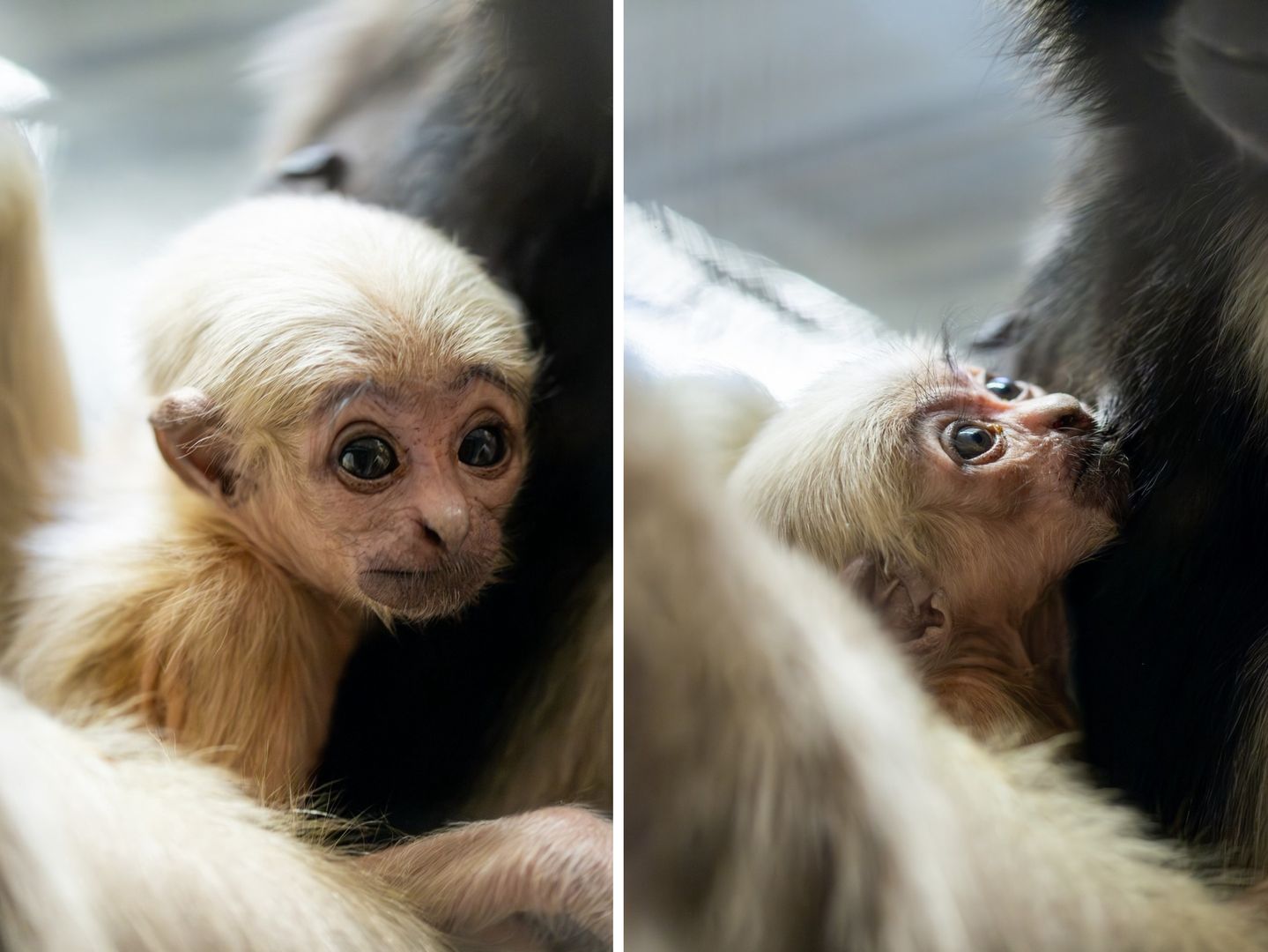 Nic słodszego dzisiaj nie zobaczysz. We wrocławskim ZOO urodził się gibon czapnik