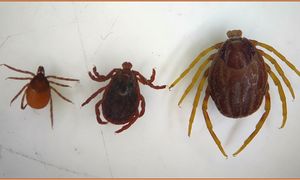 Egzotyczne kleszcze w Polsce. Eksperci alarmują