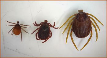 Egzotyczne kleszcze w Polsce. Eksperci alarmują